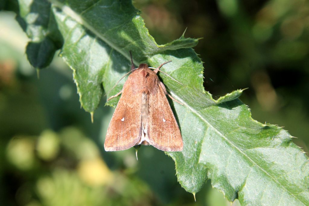 Falena 1: Mythimna (Hyphilare) albipuncta - Noctuidae